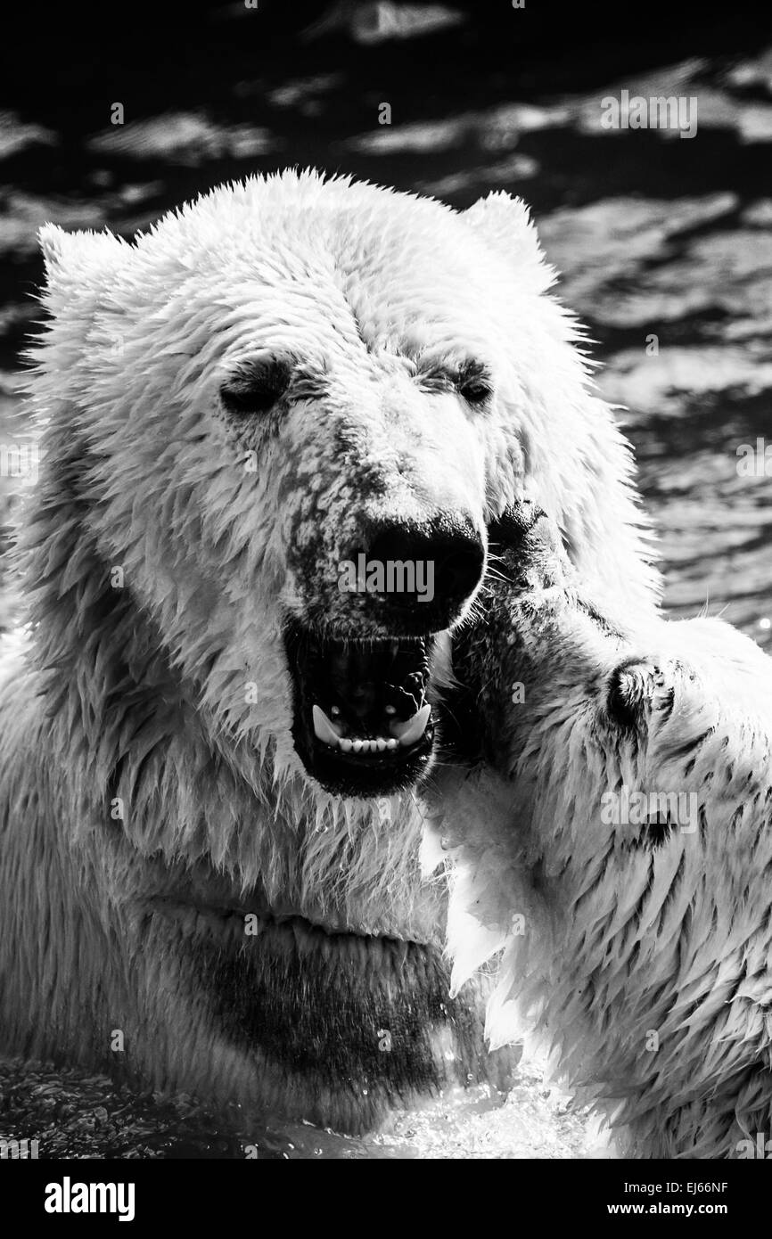 Bears Black and White Stock Photos & Images - Alamy