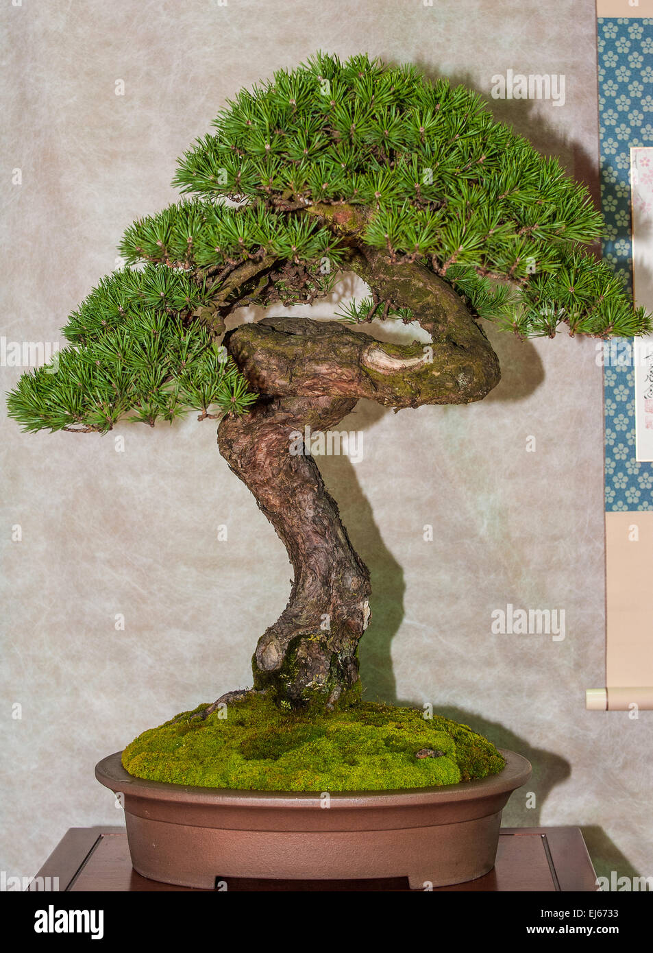 Turin, Italy. 22nd March, 2015. Lingotto fair 'Festival dell'Oriente' from 20th to 22th March 2015 and from 27th to 30th March 2015 - 20th March 2015 - Bonsai Scots pine Credit:  Realy Easy Star/Alamy Live News Stock Photo