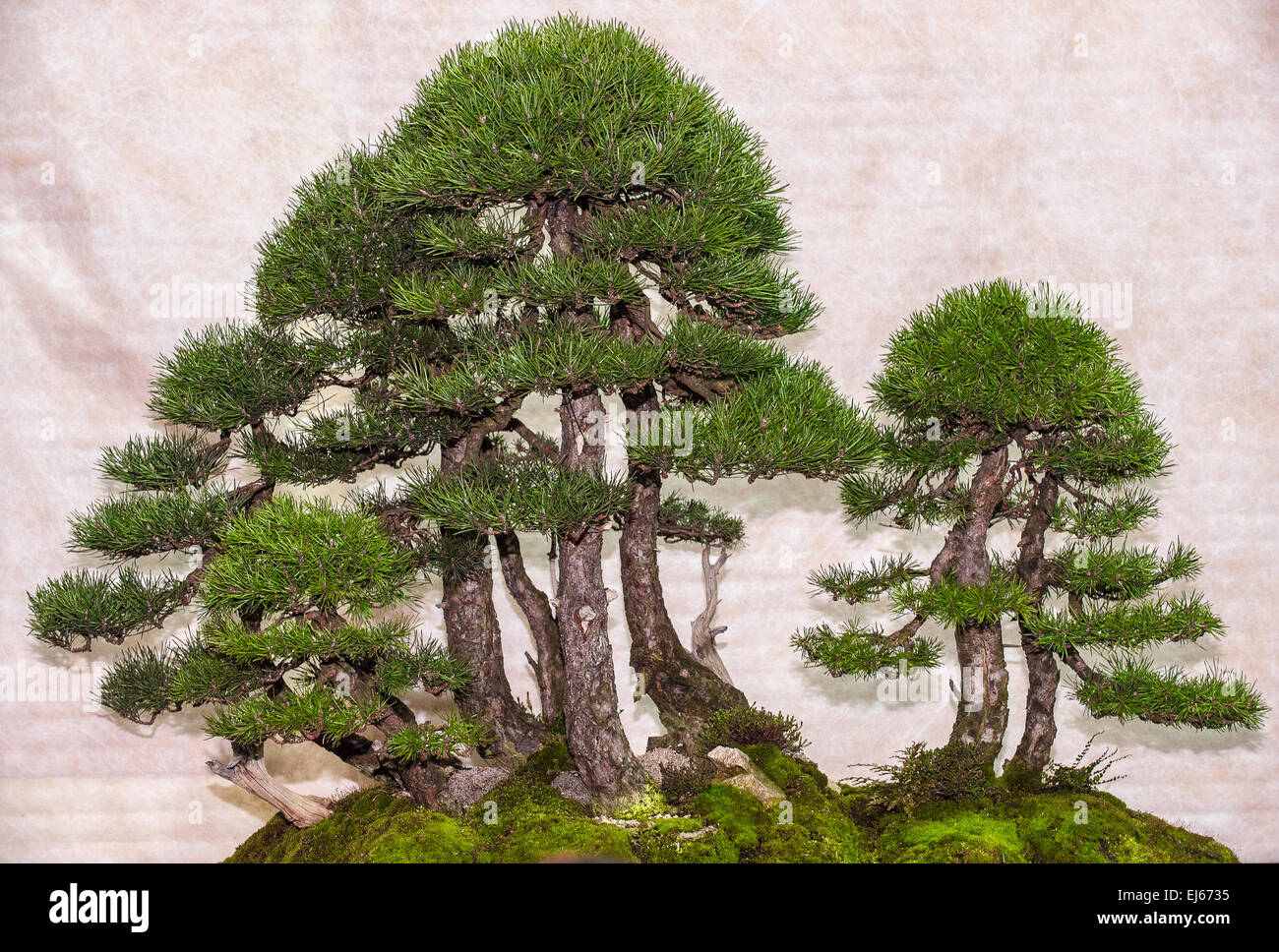 Turin, Italy. 22nd March, 2015. Lingotto fair 'Festival dell'Oriente' from 20th to 22th March 2015 and from 27th to 30th March 2015 - 20th March 2015 - Bonsai Scots pine Credit:  Realy Easy Star/Alamy Live News Stock Photo