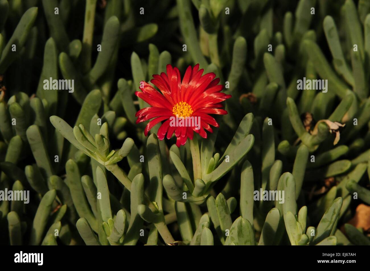 Red Ice Plant, Carlsbad, New Mexico - USA Stock Photo
