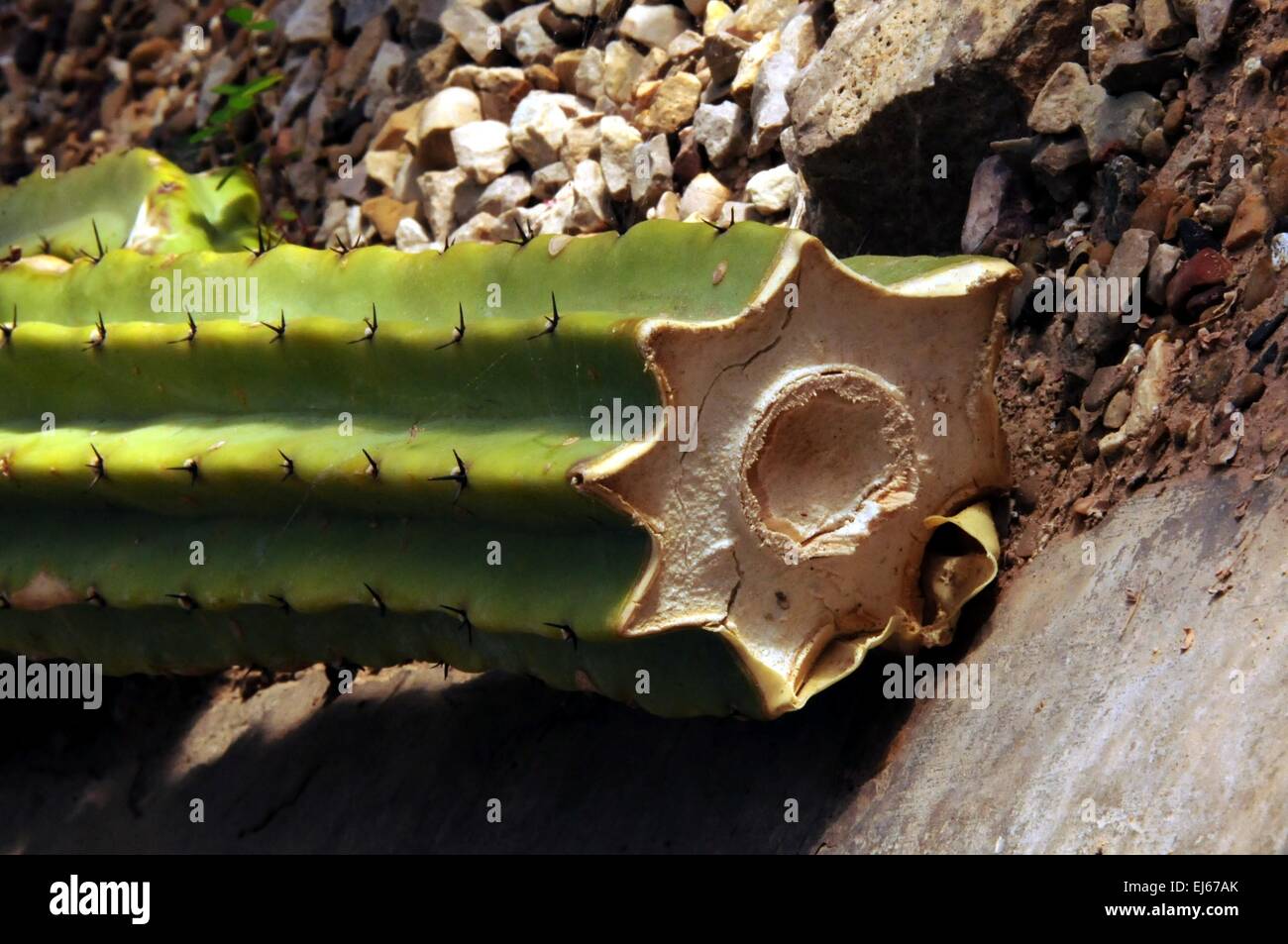 Cactus slice, Carlsbad, New Mexico - USA Stock Photo