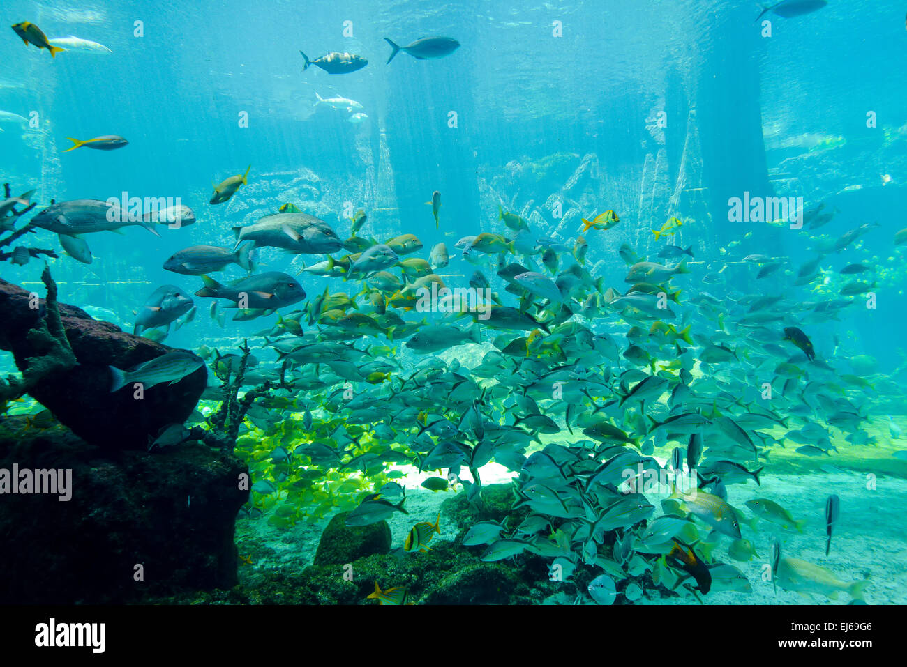 Bahamas fish atlantis aquarium hires stock photography and images Alamy