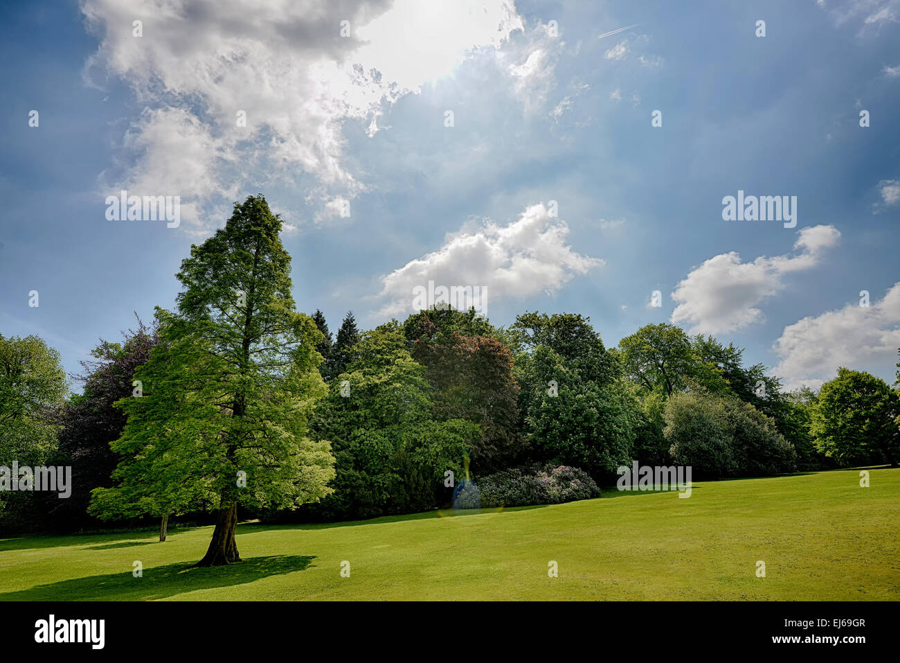 Standing alone tree hi-res stock photography and images - Alamy