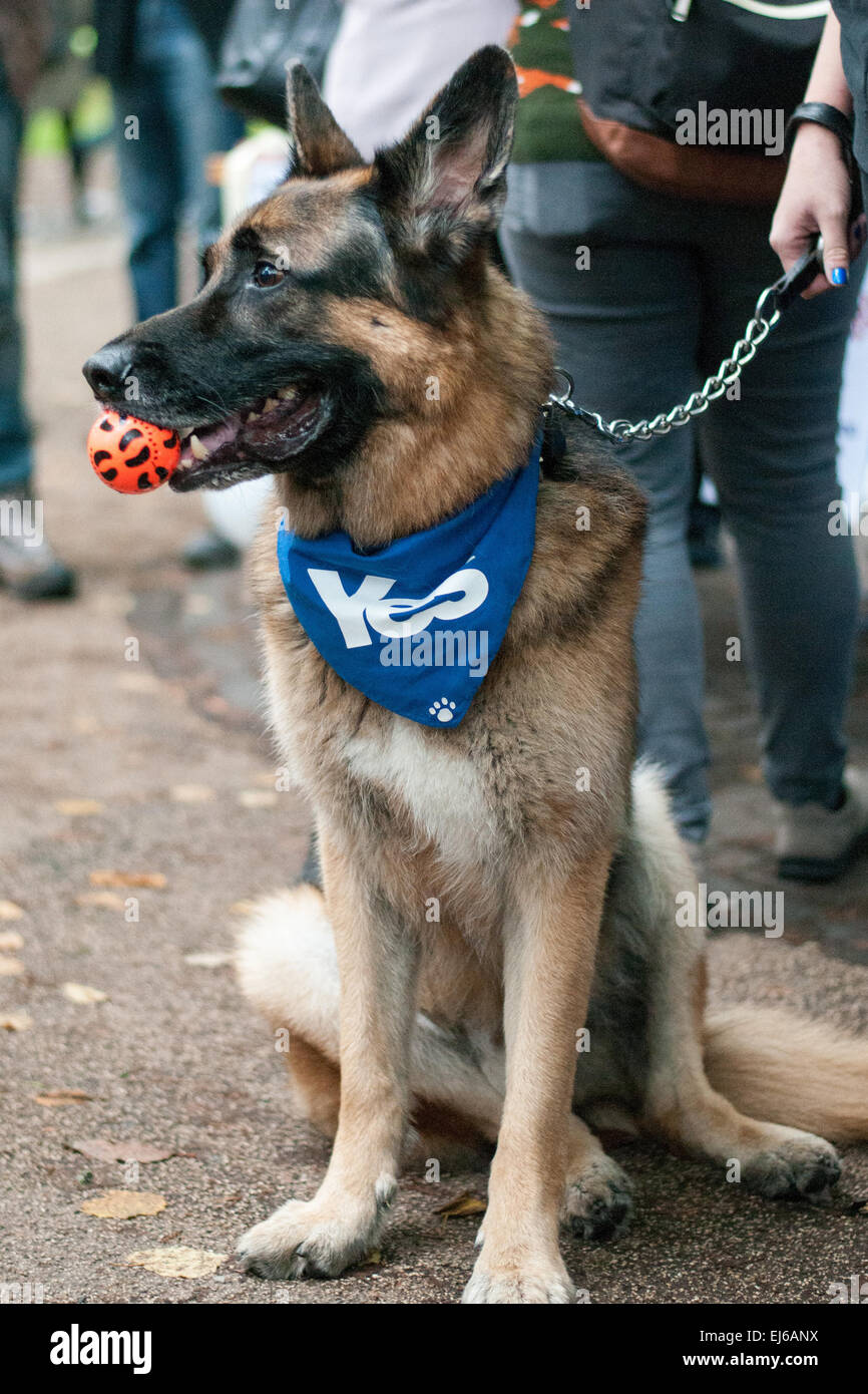 snp dog bandana