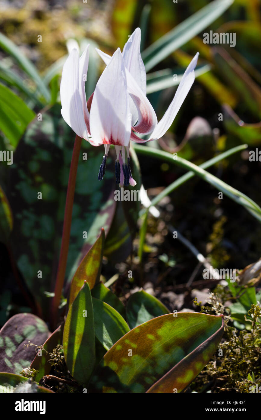 White petalled recurved flowers of the early spring blooming dog's tooth violet, Erythronium dens canis 'Snowflake' Stock Photo