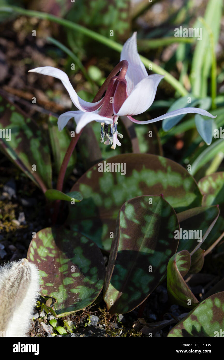 White petaled recurved flowers of the early spring blooming dog's tooth violet, Erythronium dens canis 'Snowflake' Stock Photo
