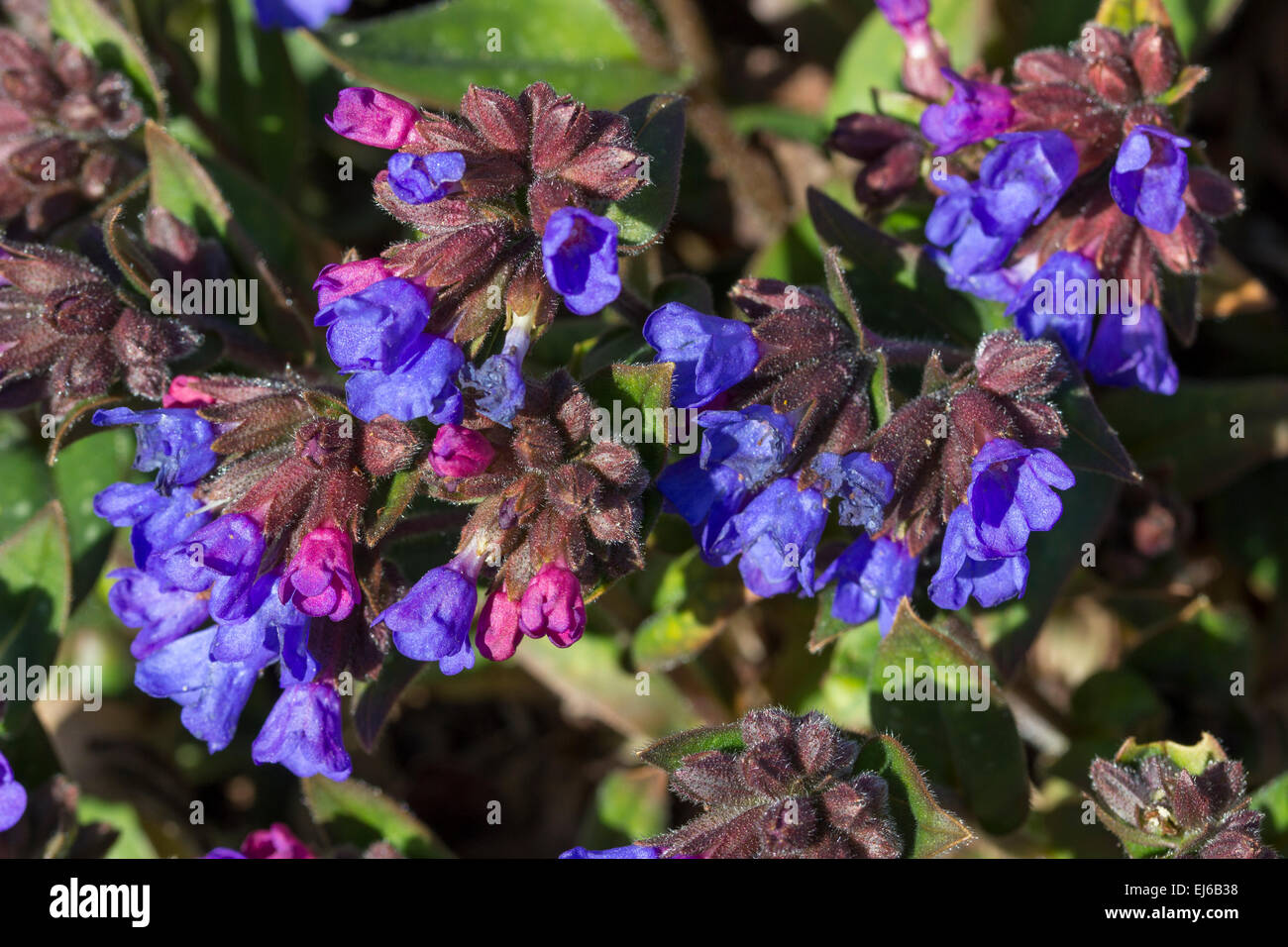 Early spring red buds open to blue flowers in Pulmonaria 'Benediction'.  Spotted leaves follow. Stock Photo