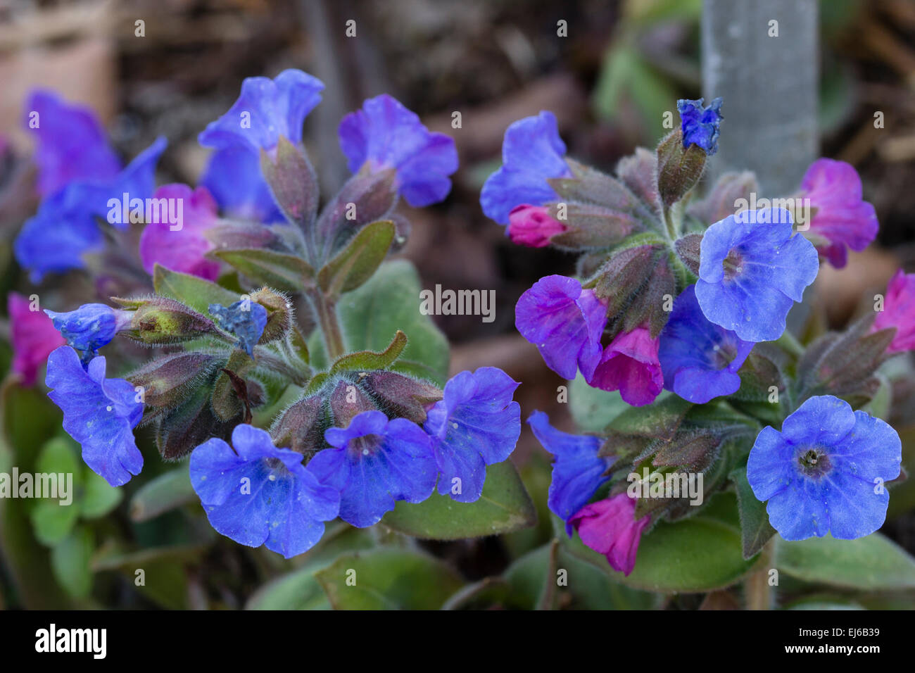 Early spring flowers of the Pulmonaria mollis hybrid 'Cally Hybrid' Stock Photo