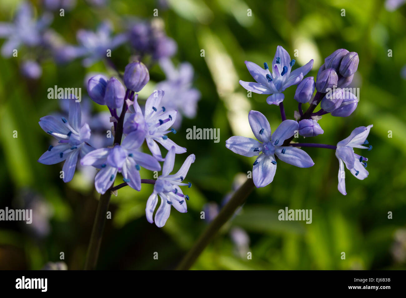 Early spring flowers of the Turkish squill, Scilla bithynica Stock Photo