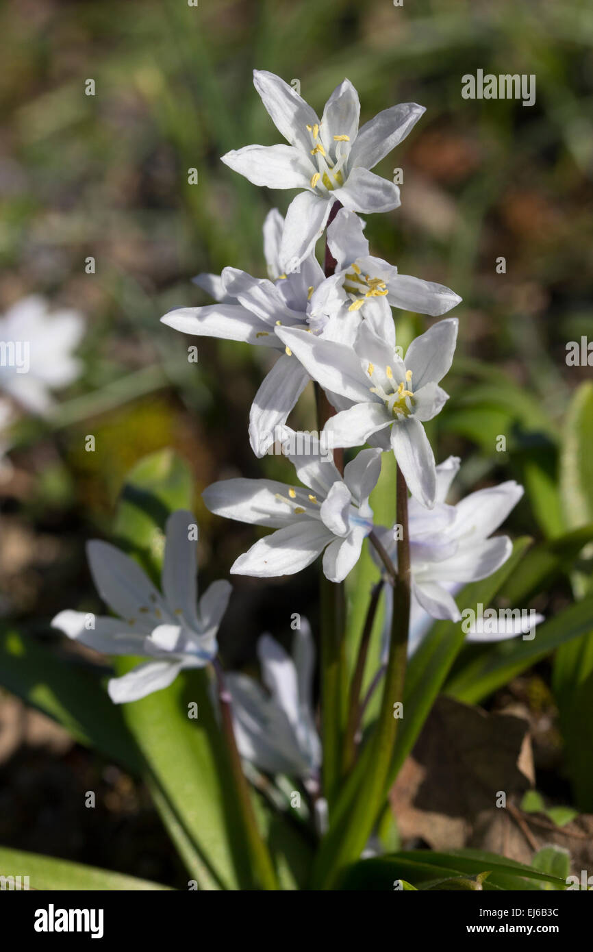 Early spring flowers of the white form of the Siberian squill, Scilla siberica 'Alba' Stock Photo