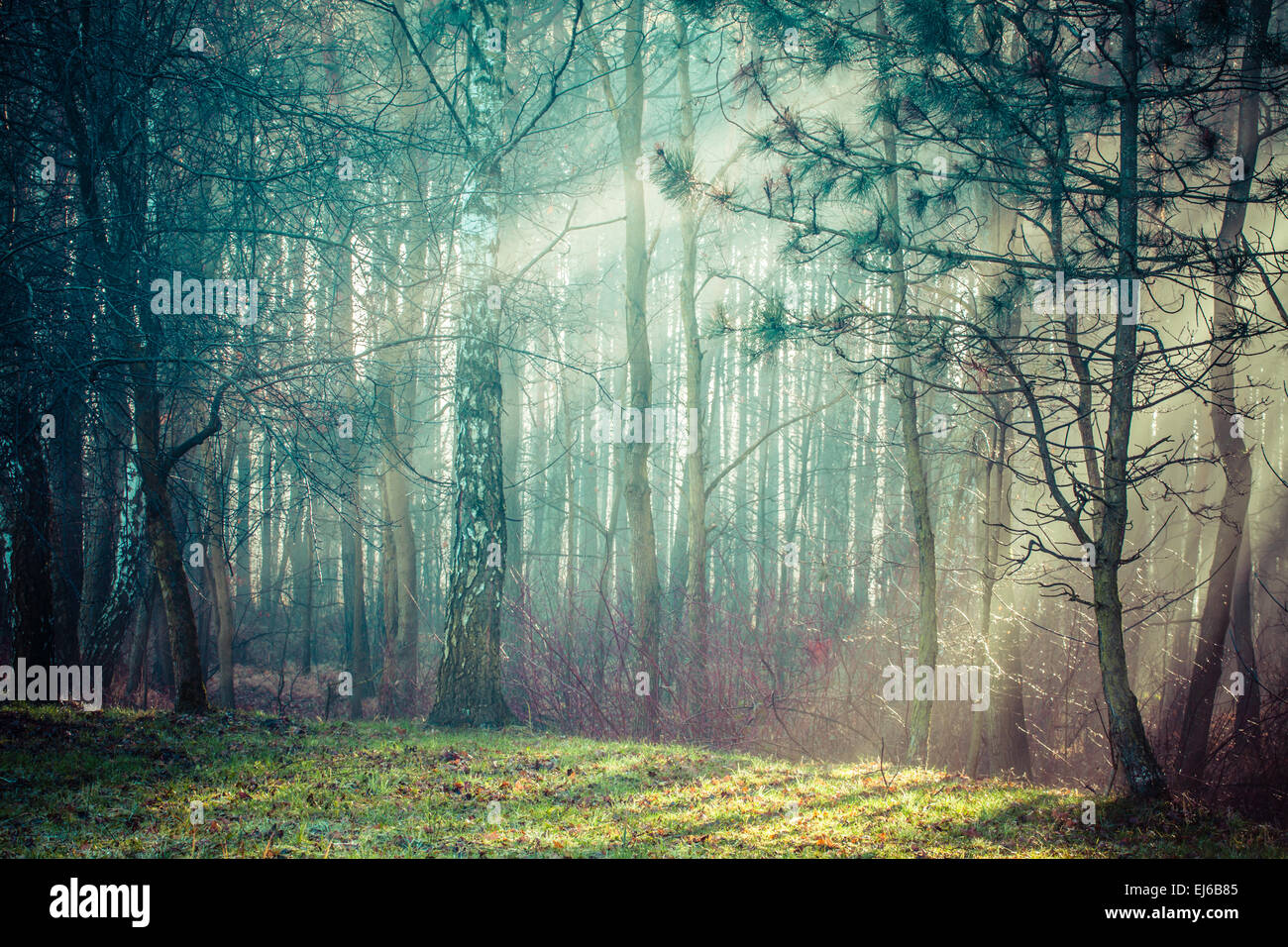 Sunbeams in the fog hi-res stock photography and images - Alamy
