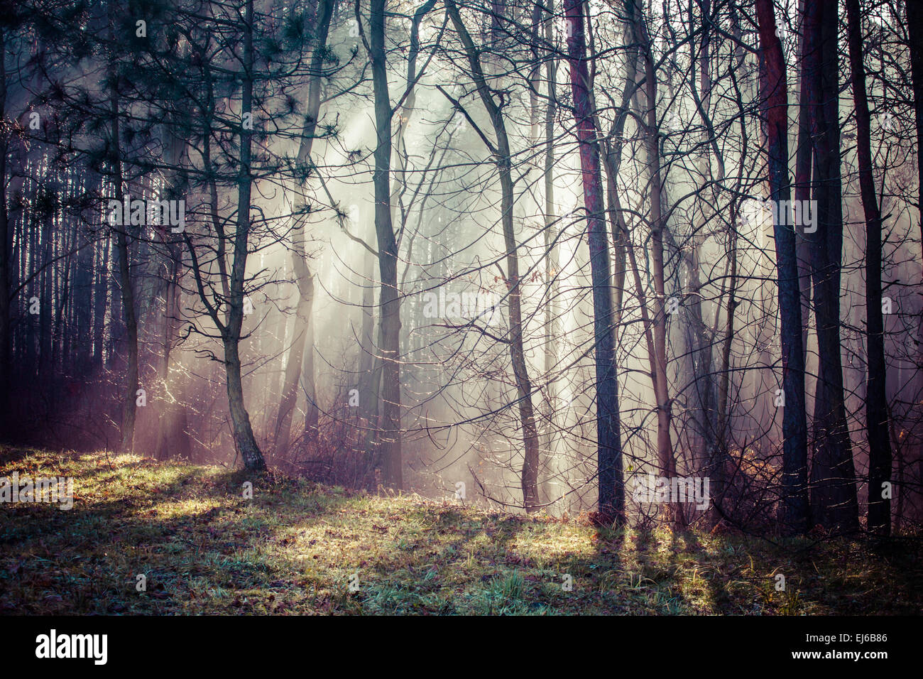 Sunbeams in the fog hi-res stock photography and images - Alamy