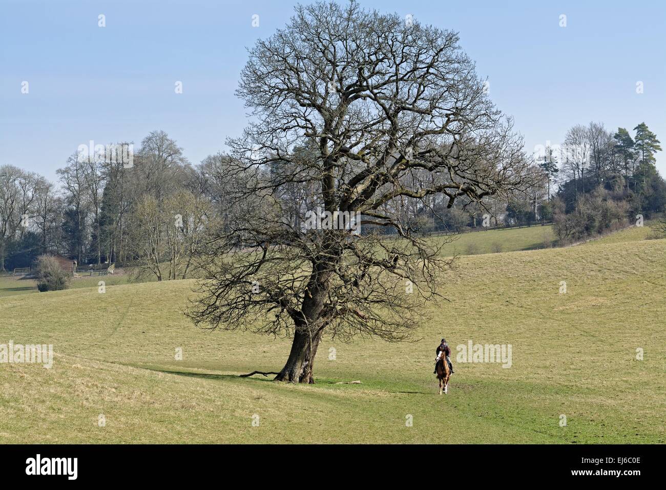 Horse rider in the Surrey Hills at Ranmore common Stock Photo