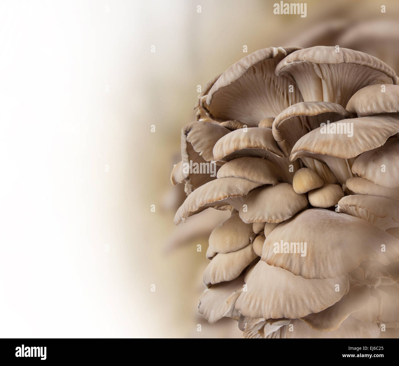 Oyster mushrooms on a white background Stock Photo - Alamy