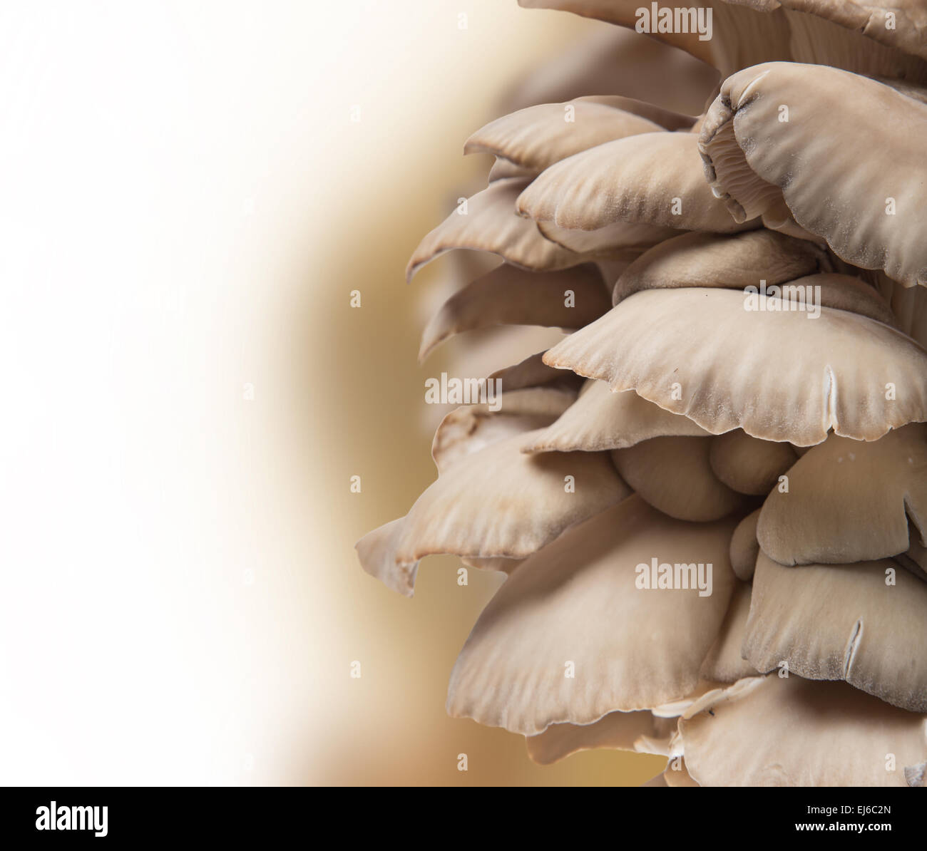 Oyster mushrooms on a white background Stock Photo - Alamy