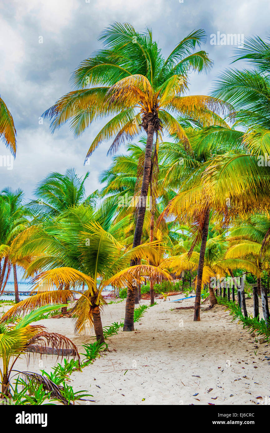 Isla Mujeres Beach Shoreline Stock Photo