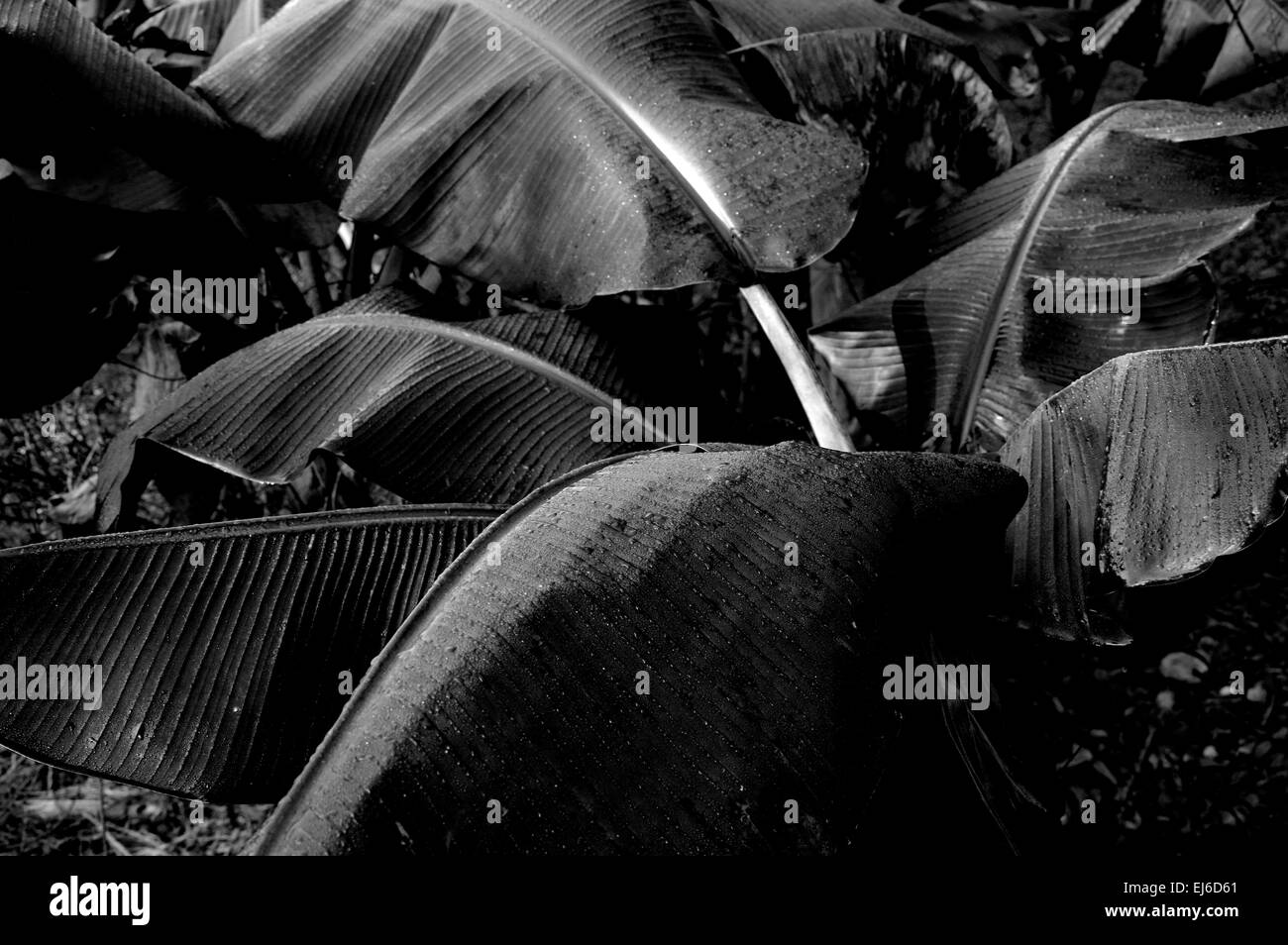 Banana Black and White Stock Photos & Images Alamy