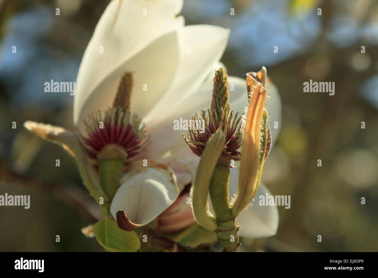 Close-up of a Magnolia, a flowering plant species in the subfamily Magnolioideae of the family Magnoliaceae Stock Photo