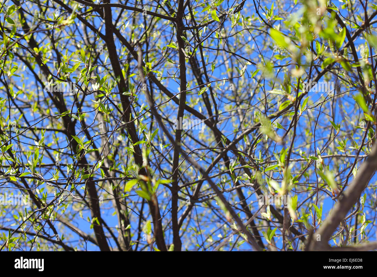 Spring Twigs Twigs with spring buds on blue sky background Stock Photo - Alamy