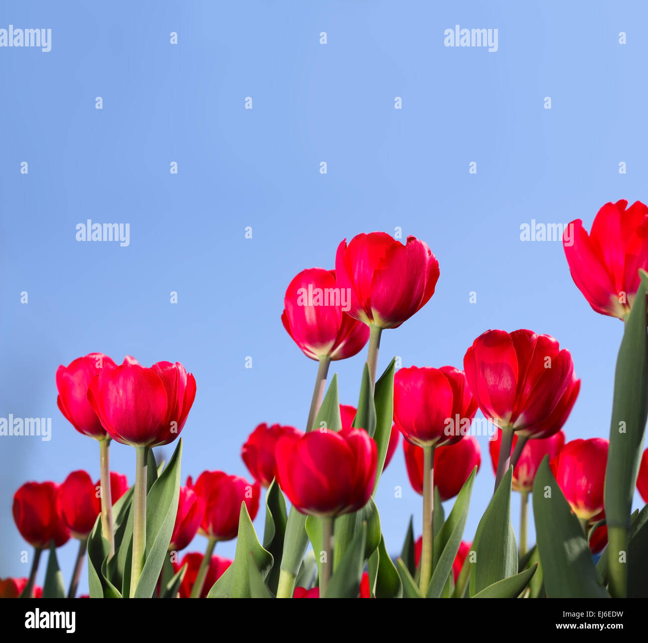 Red tulips in the garden over blue sky background Stock Photo - Alamy