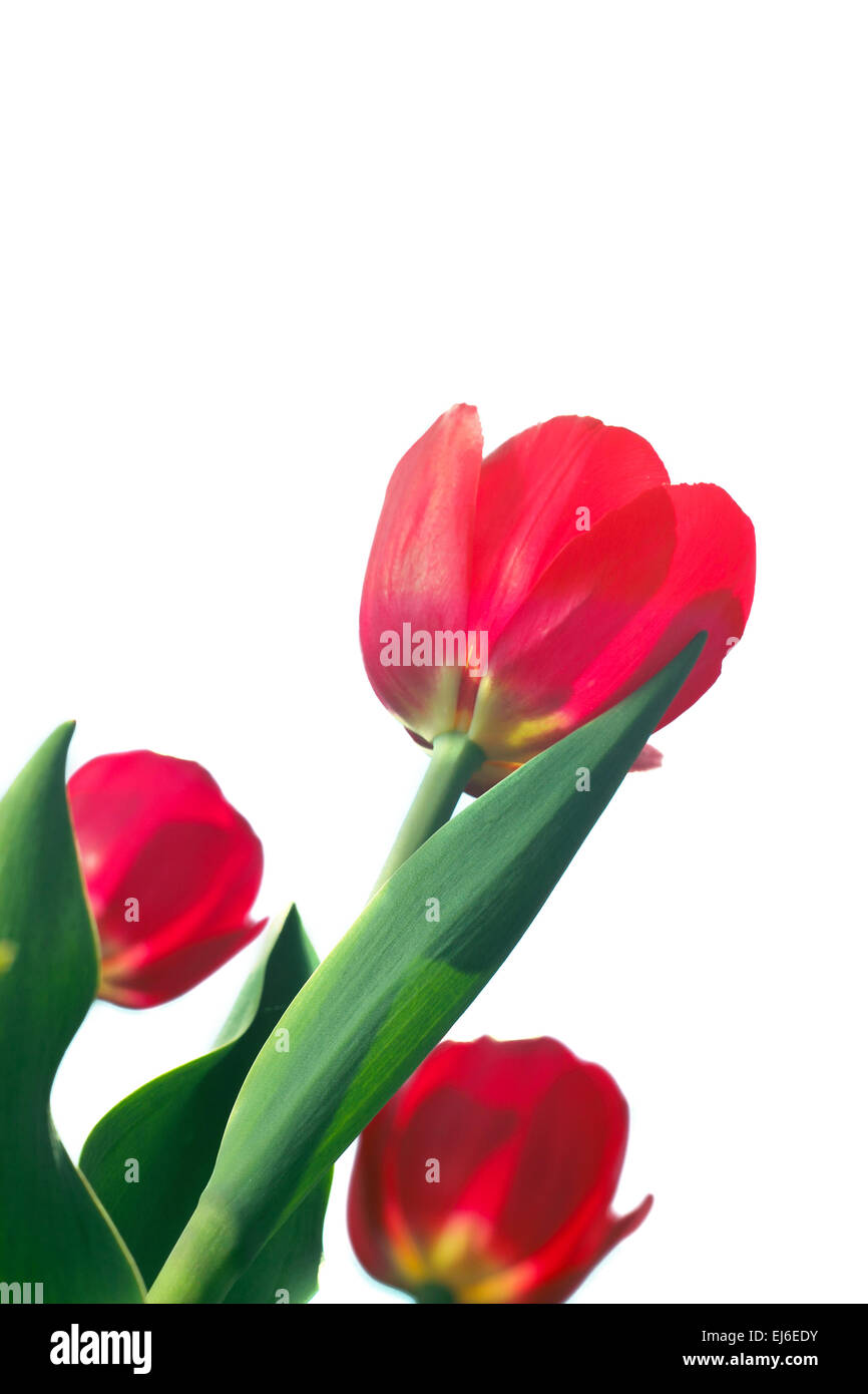 Red tulips isolated on white background close up view Stock Photo - Alamy