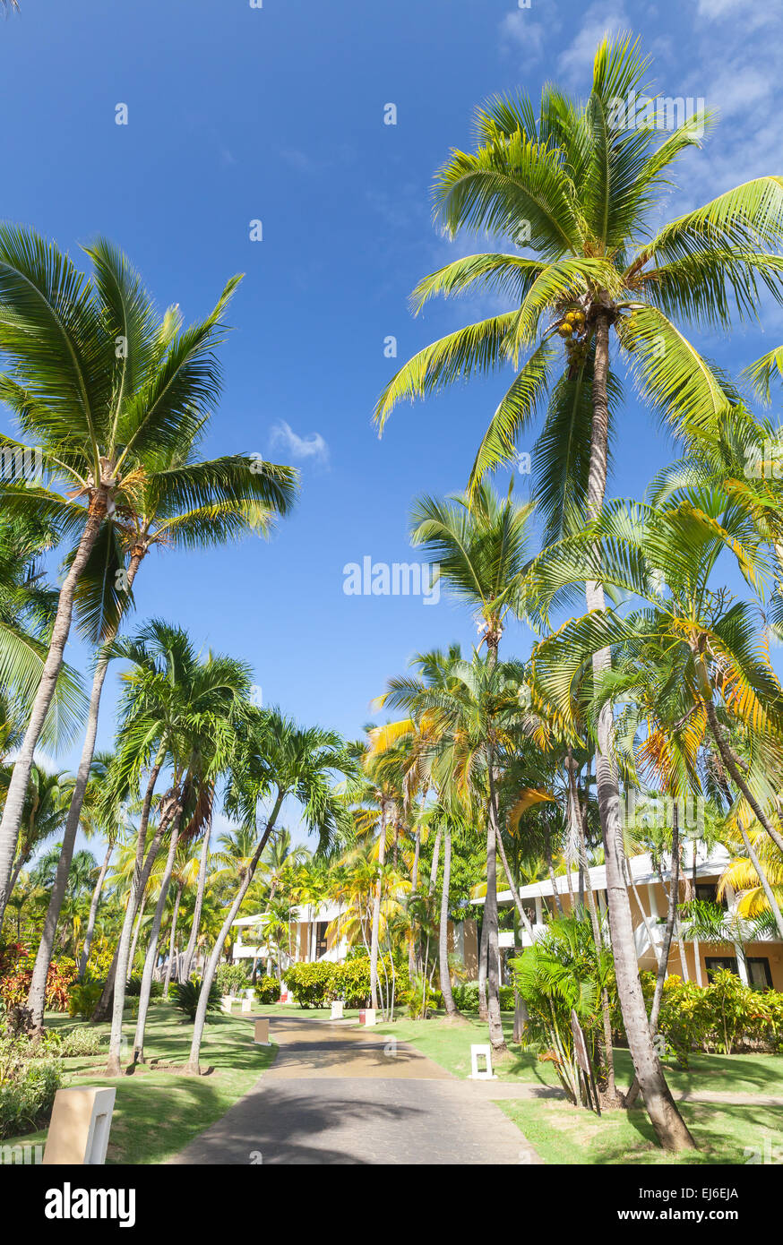 Park with lane with coconut palm trees in Dominican republic Stock Photo
