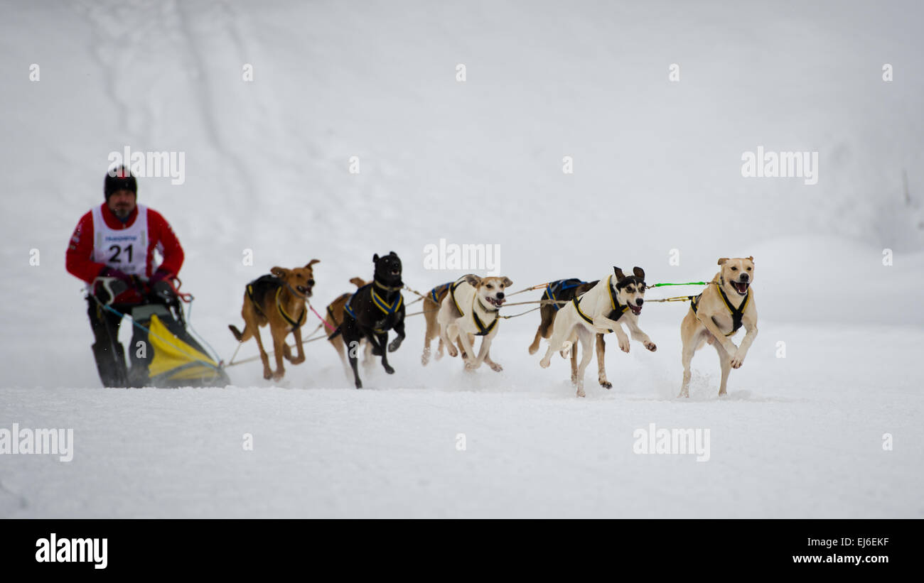 Dogs and musher during sleddog speed racing. Stock Photo
