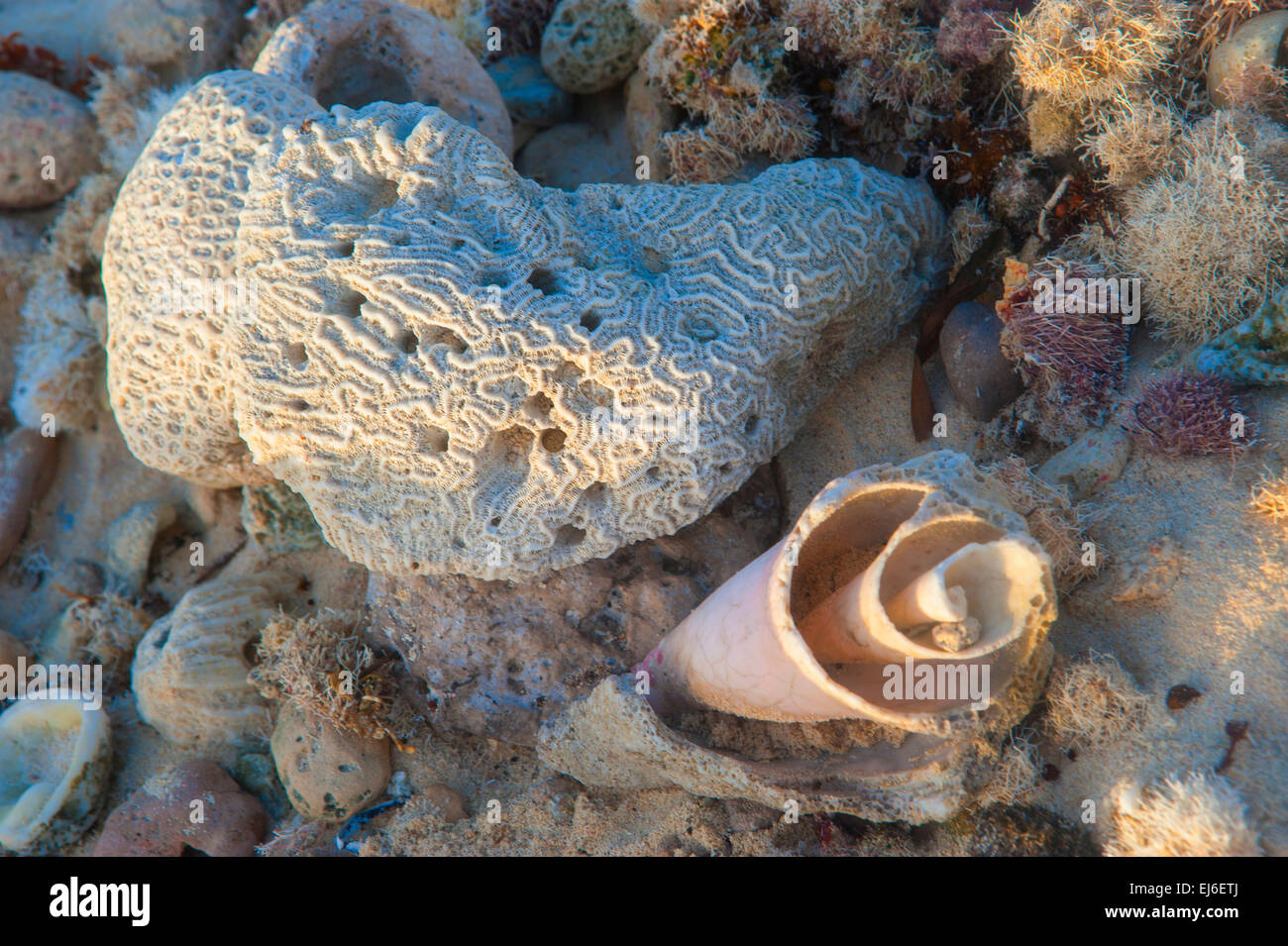 Isla Mujeres Beach Detail Stock Photo
