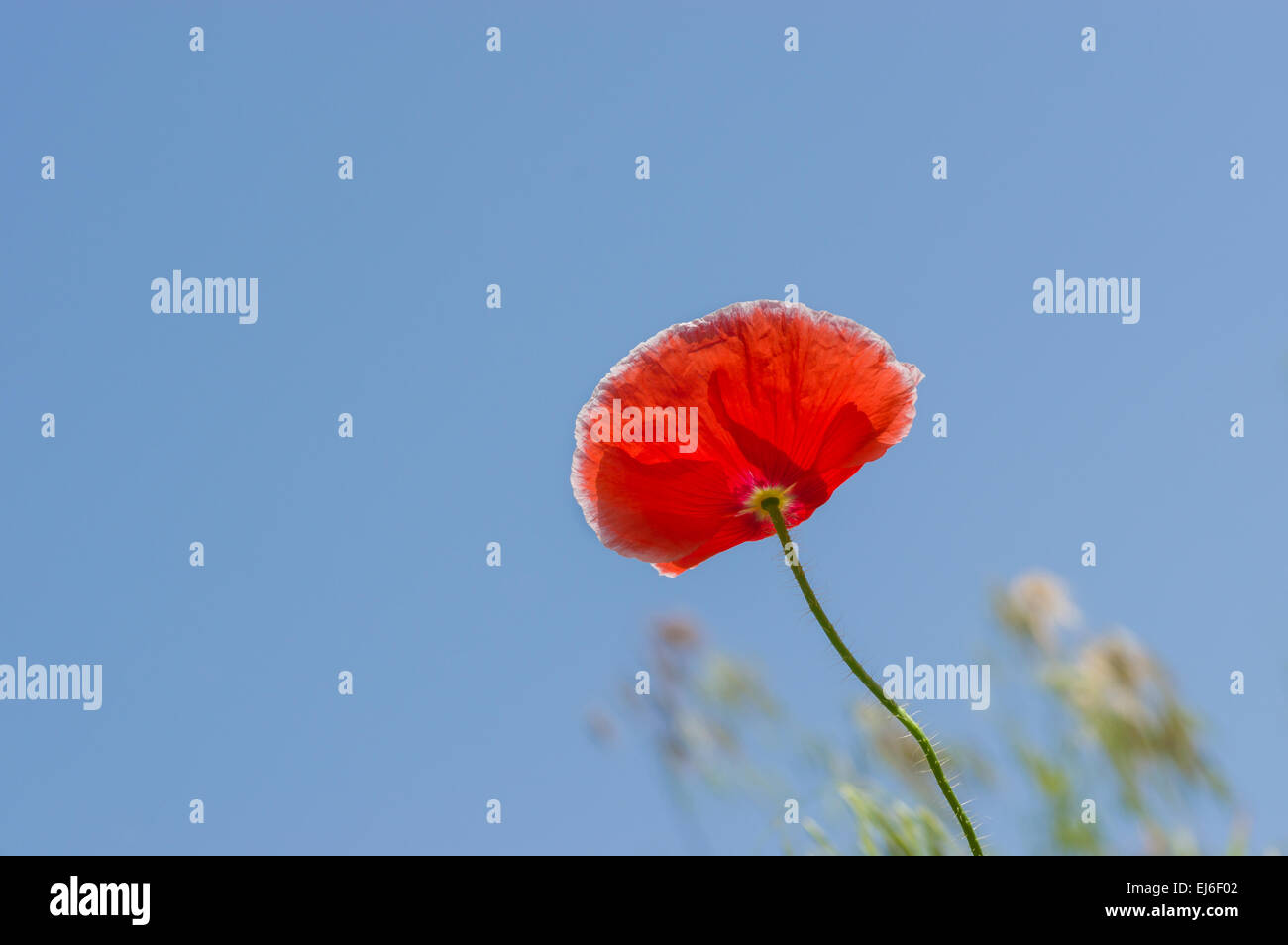 Red poppy against blue sky Stock Photo - Alamy