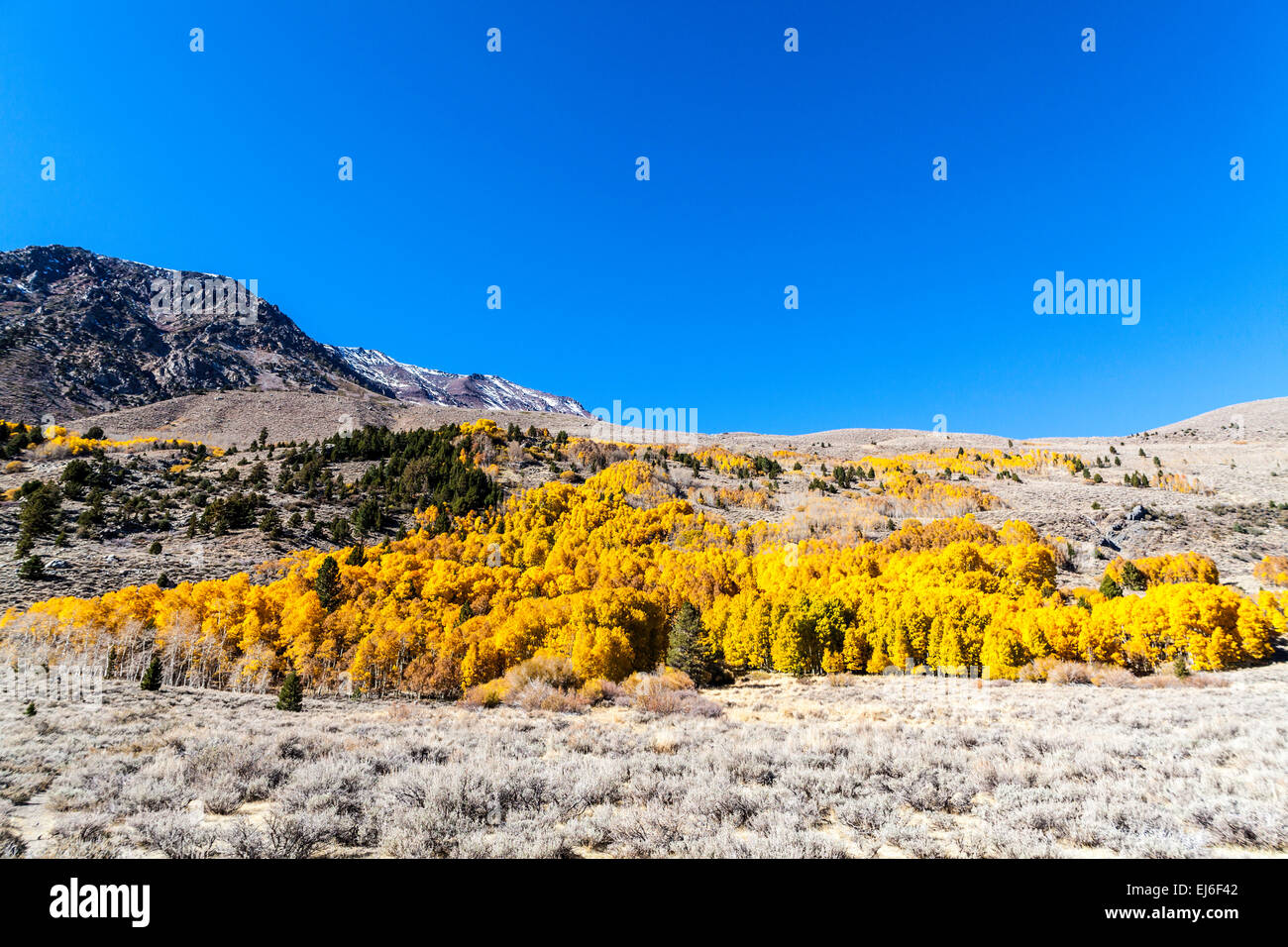 A stand of Aspen tree in California's Sierra Nevada Mountains near