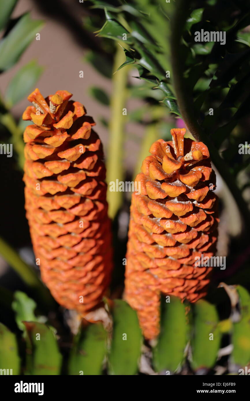 Two male cones of encephalartos ferox Stock Photo