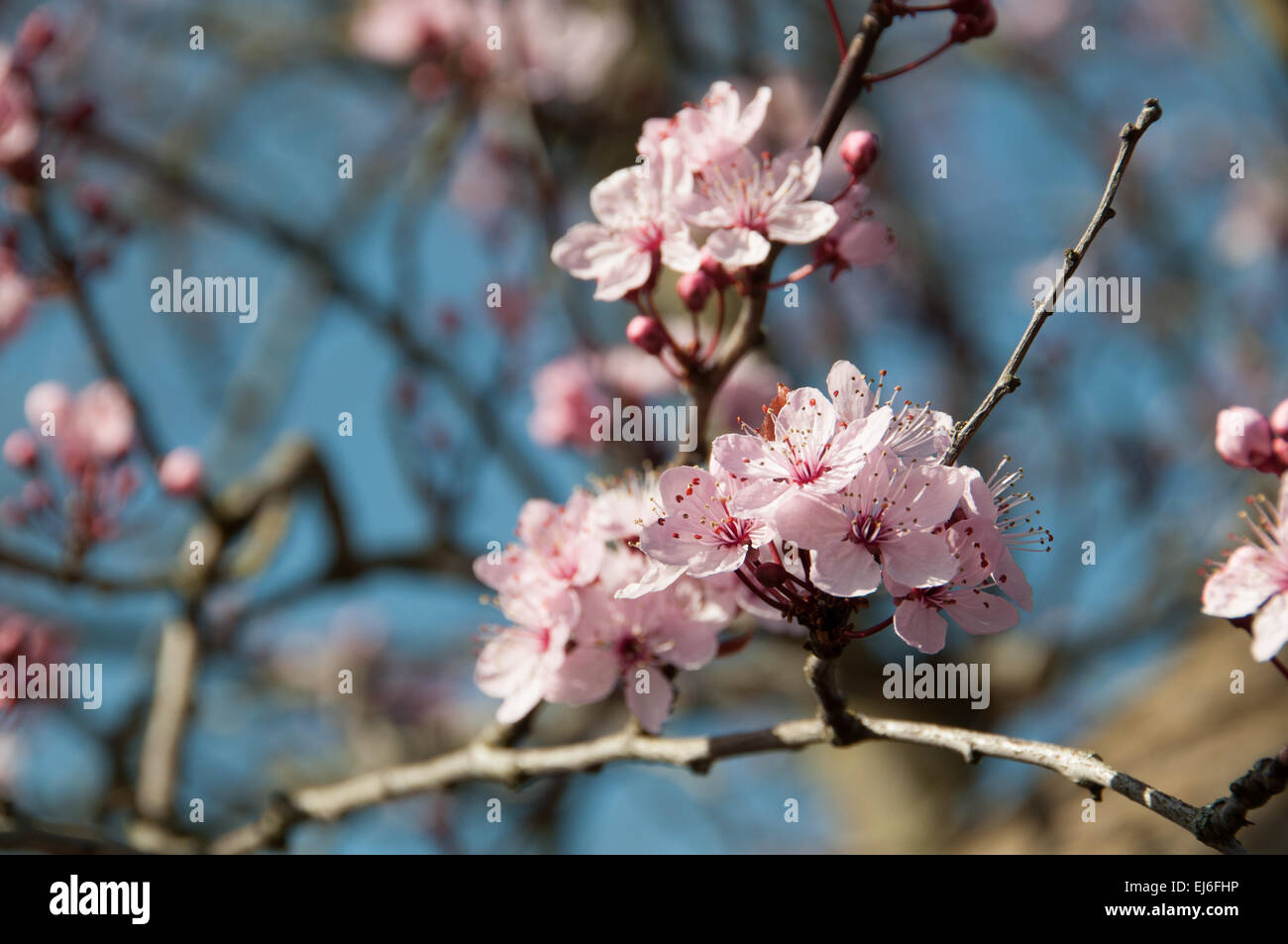 Spring Tree Bloos Closeup cherry spring tree hi-res stock photography and images - Alamy