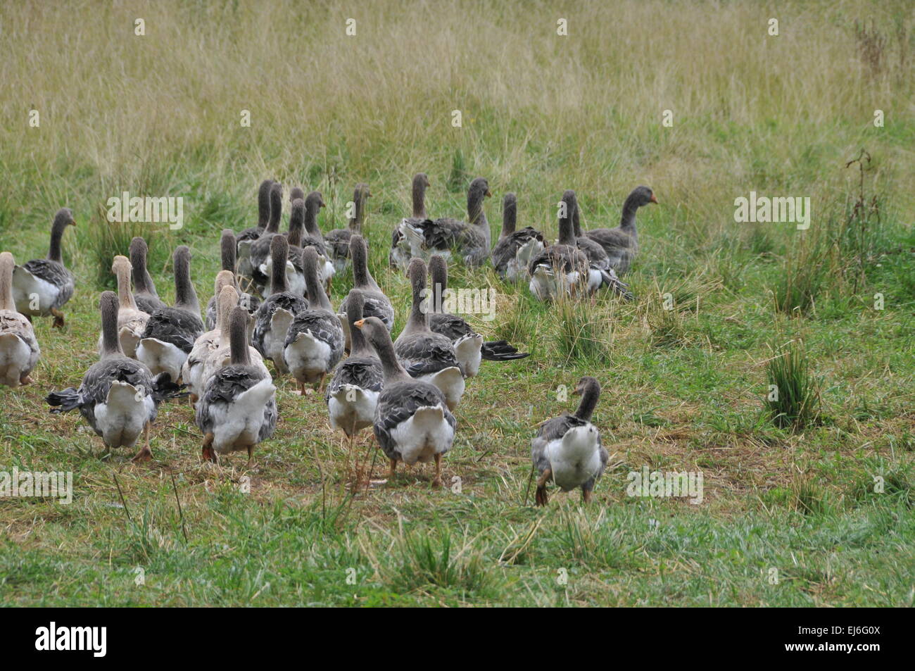 Various plumage hi-res stock photography and images - Alamy