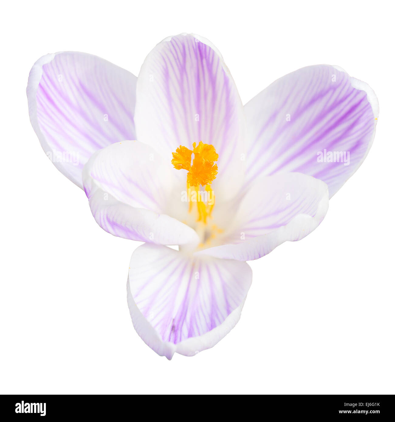 Single light lilac crocus spring flower isolated on white background top view Stock Photo