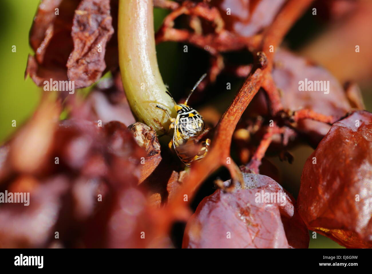 Insect on a bunch of decaying grapes on a grape vine Stock Photo