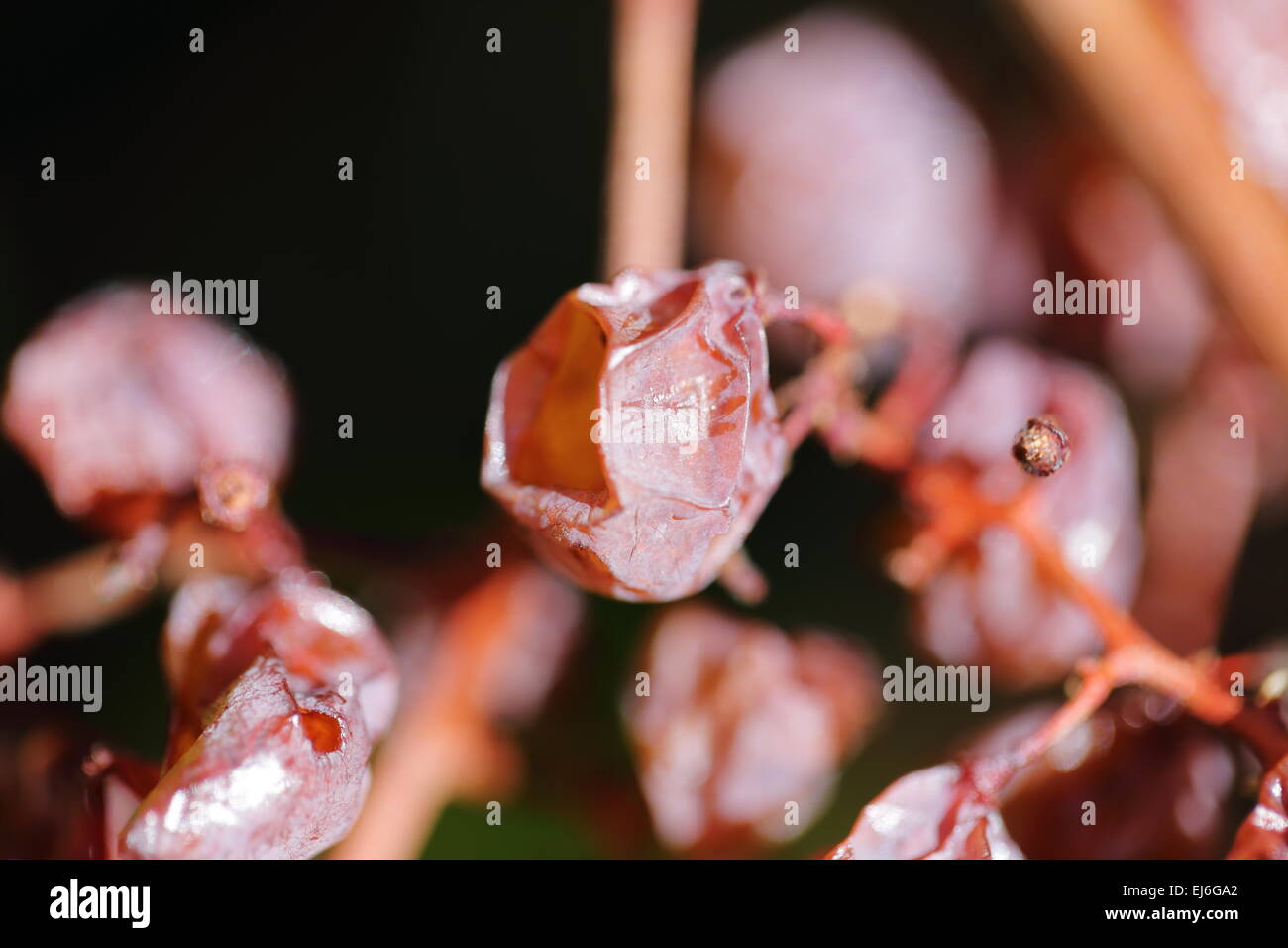 Bunch of decaying grapes on a grape vine Stock Photo