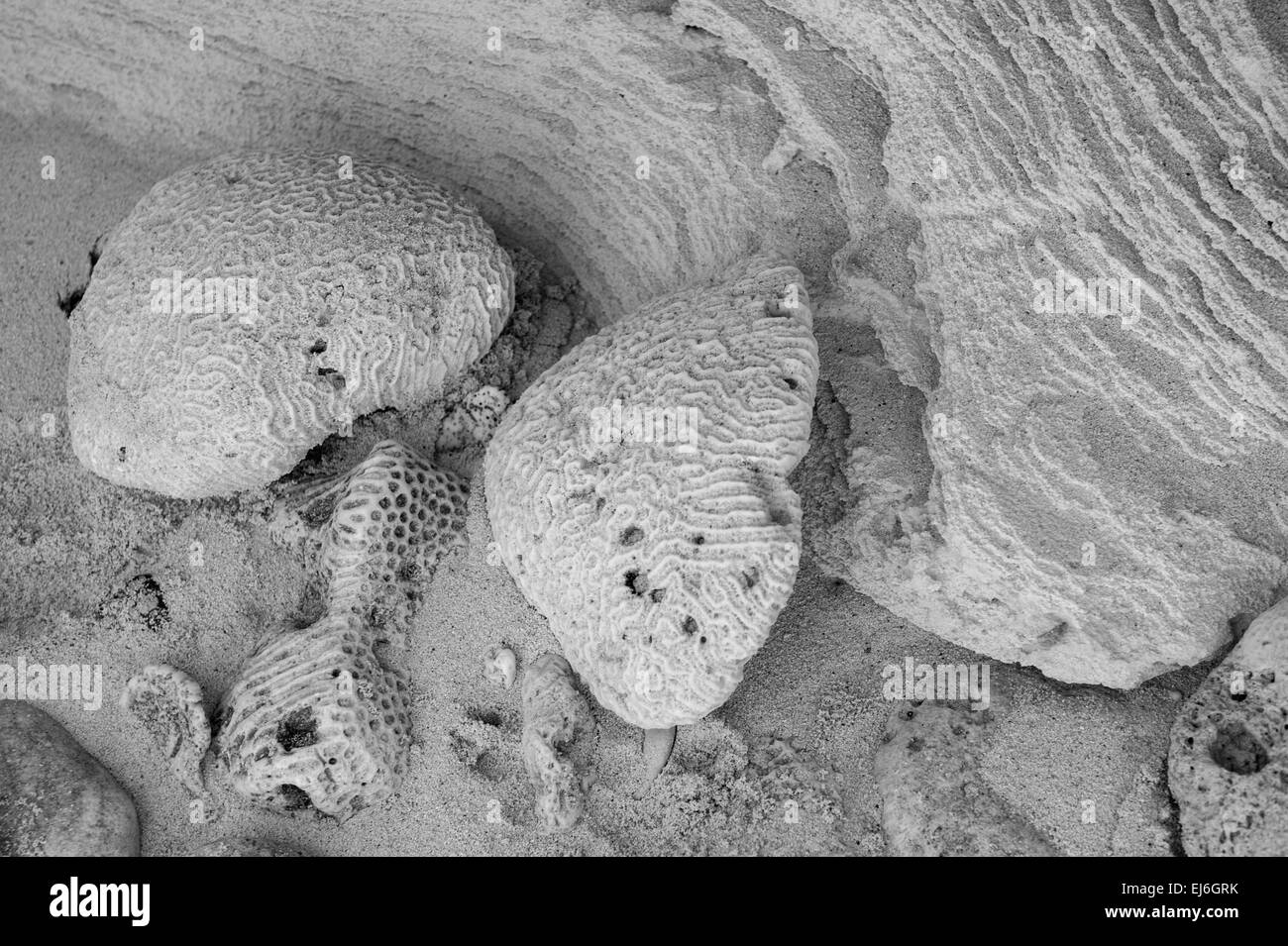 Macro Beach Detail Stock Photo