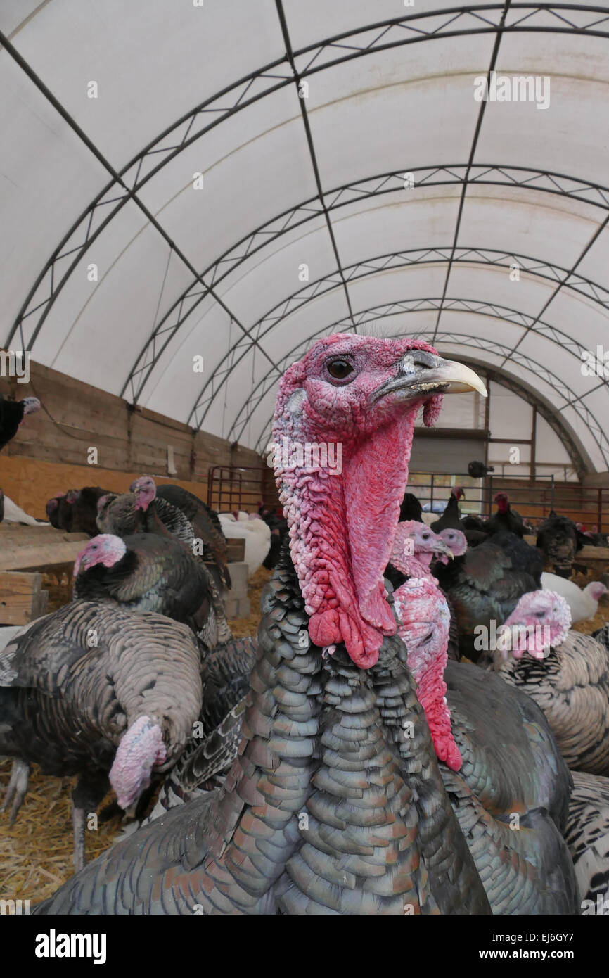 Adult Turkeys Hi Res Stock Photography And Images Alamy