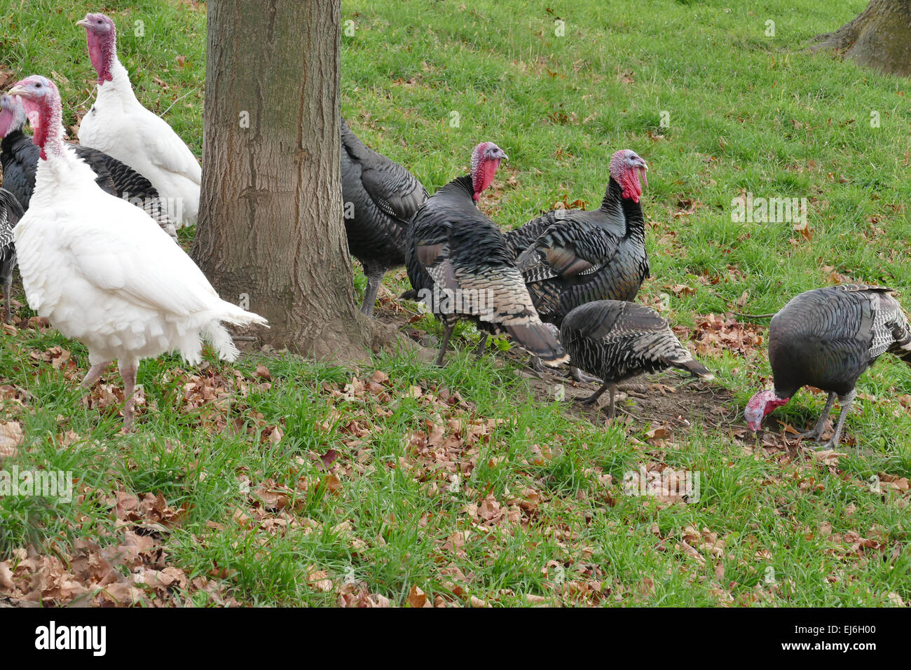 Flock of turkeys on farm Stock Photo Alamy