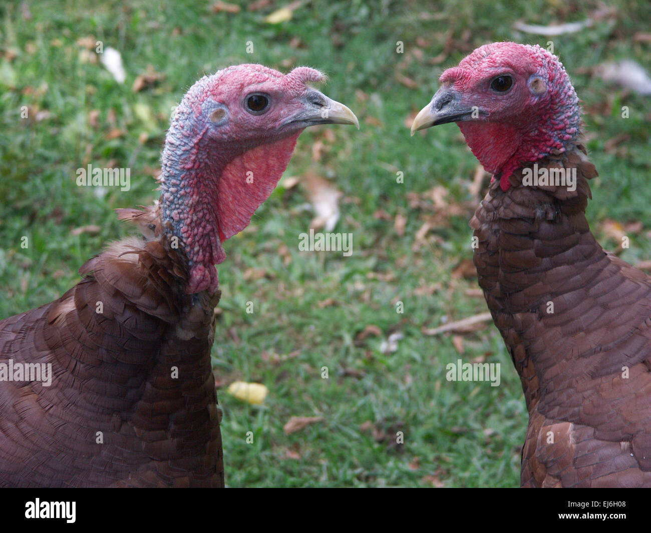 Close up of turkeys in profile on farm, face to face Stock Photo