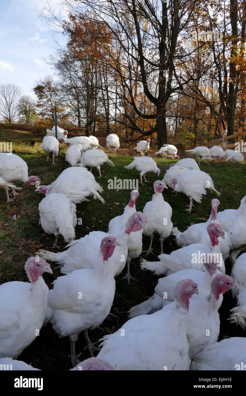 Flock of turkeys on farm Stock Photo Alamy