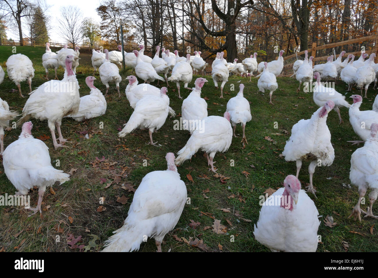 Flock of turkeys on farm Stock Photo Alamy