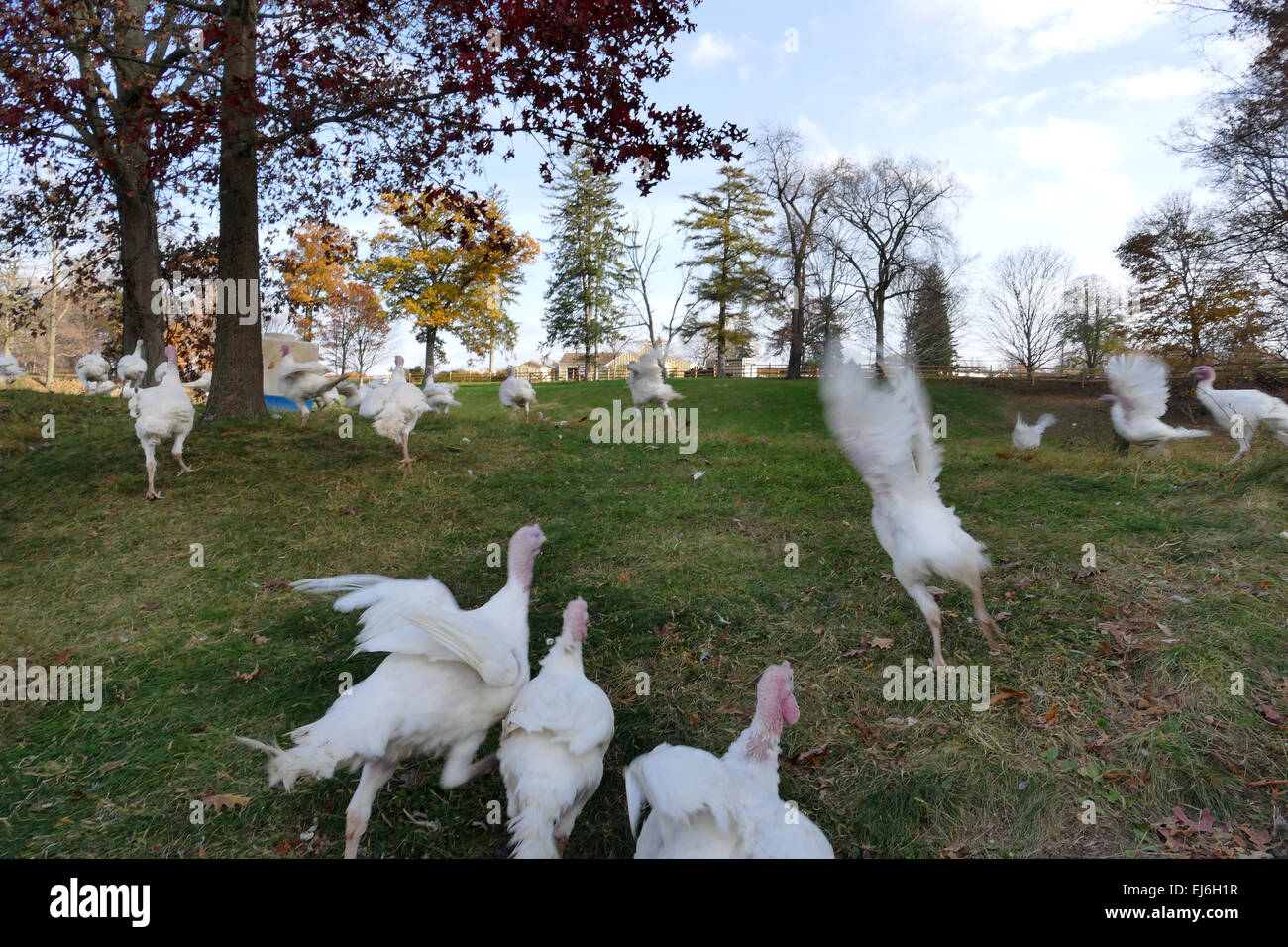 Flock of turkeys on farm Stock Photo