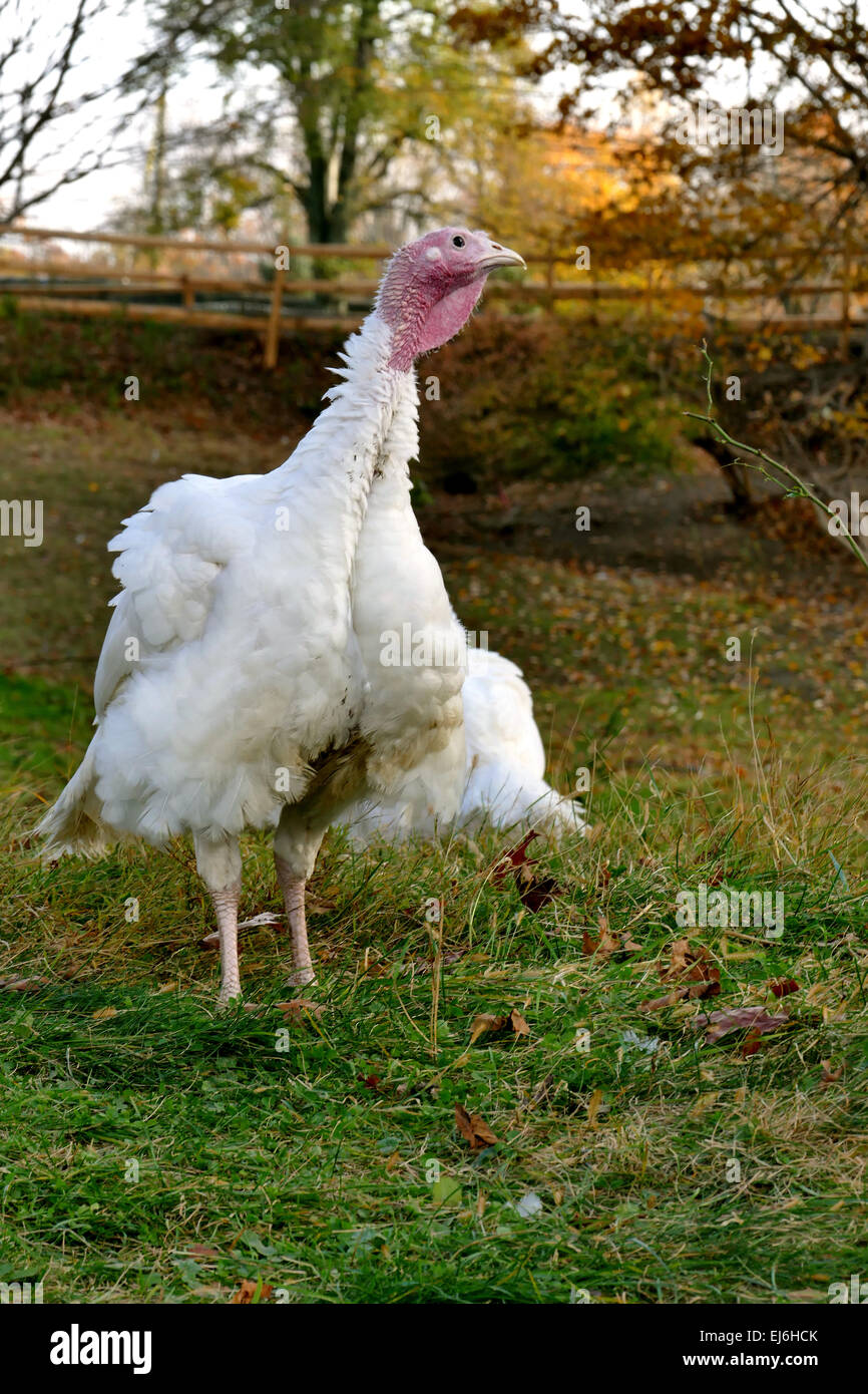 Young white turkey on farm Stock Photo Alamy