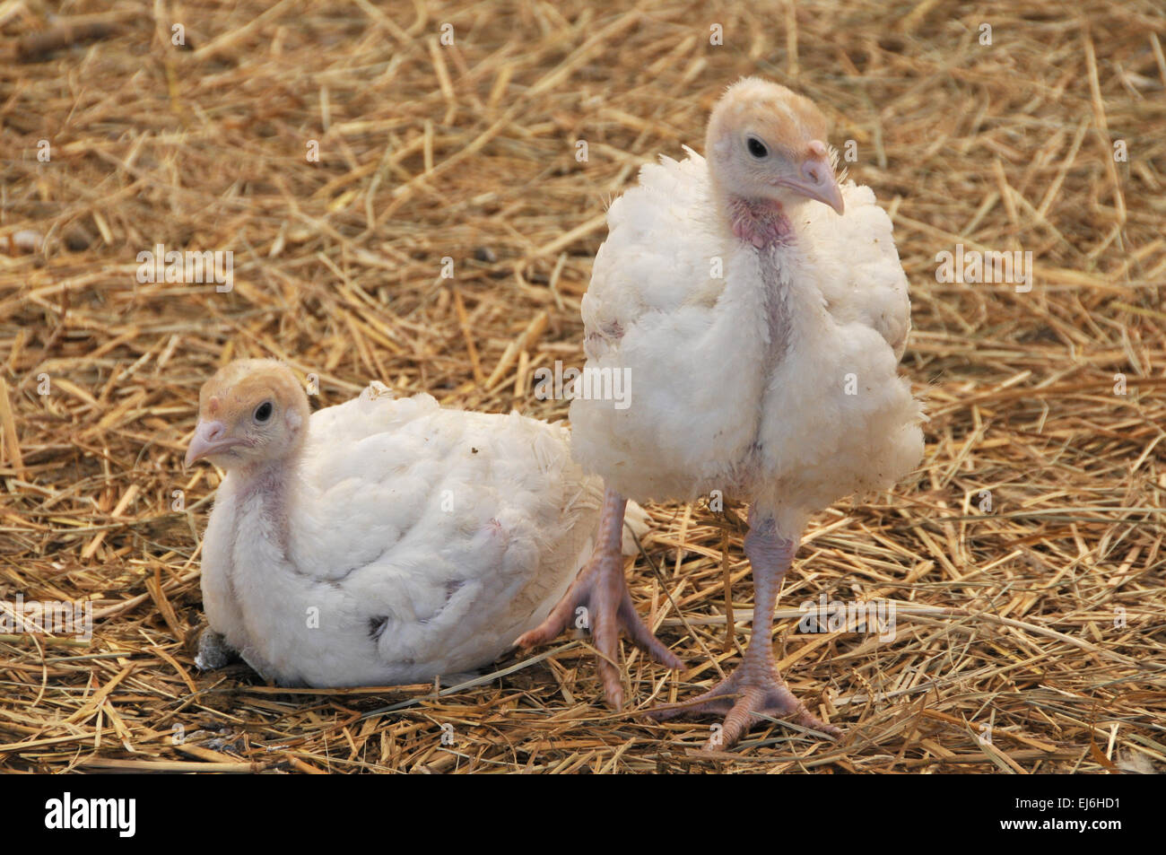 Two young turkeys on straw in farm Stock Photo - Alamy