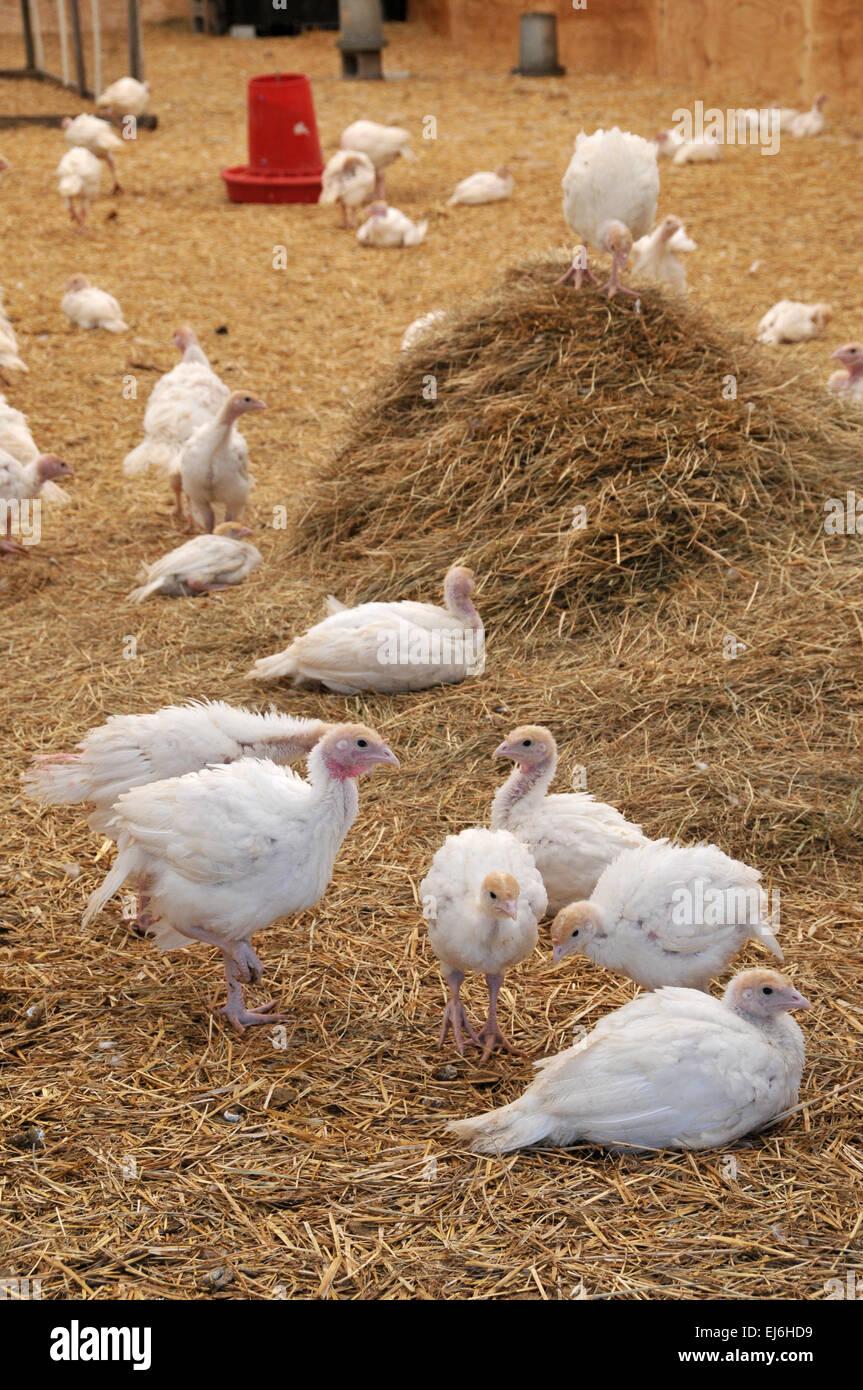 Flock of young turkeys on farm Stock Photo Alamy
