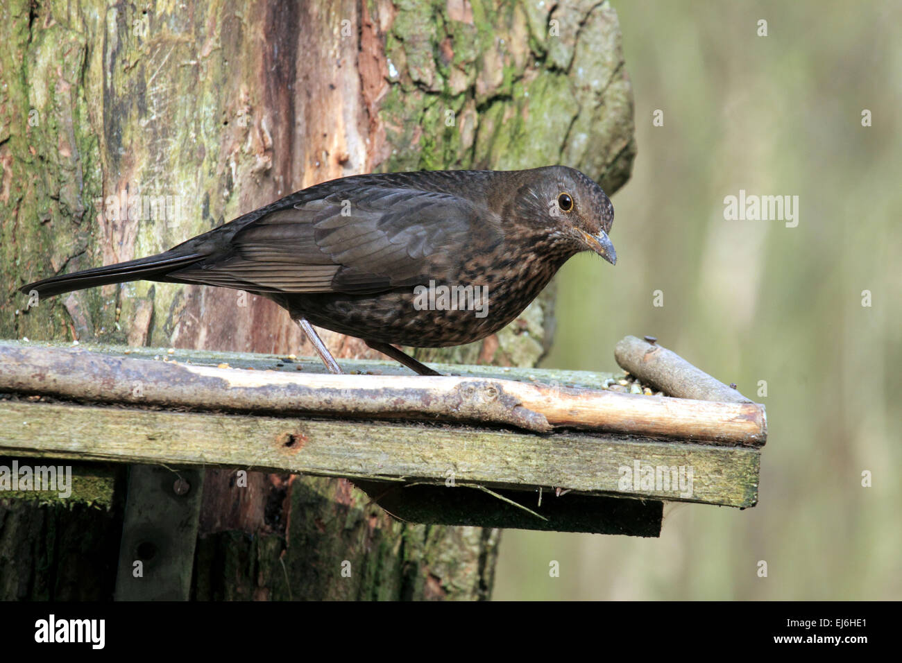 Blackbird Turdus merula A bird in the Thrush  Family noted for its song of garden Woodland and hedgerow Stock Photo