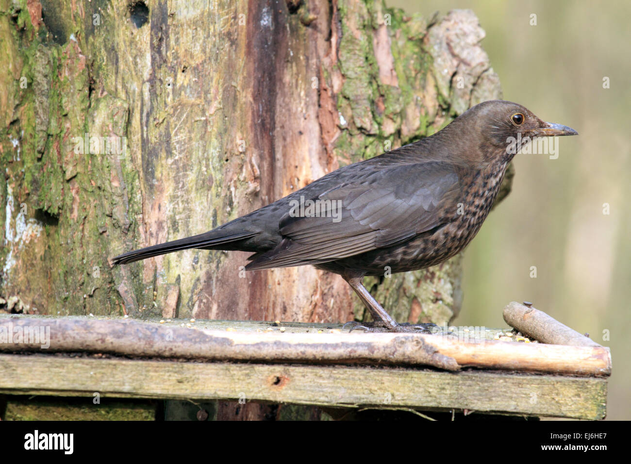 Blackbird Turdus merula A bird in the Thrush  Family noted for its song of garden Woodland and hedgerow Stock Photo