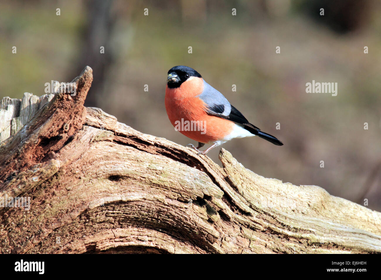 Bullfinch Pyrrhula pyrrhula  male A small passerine Finch or Orhards Hedgerow and woodland Stock Photo