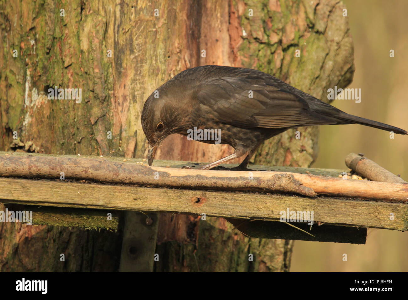 Blackbird Turdus merula A bird in the Thrush  Family noted for its song of garden Woodland and hedgerows Stock Photo